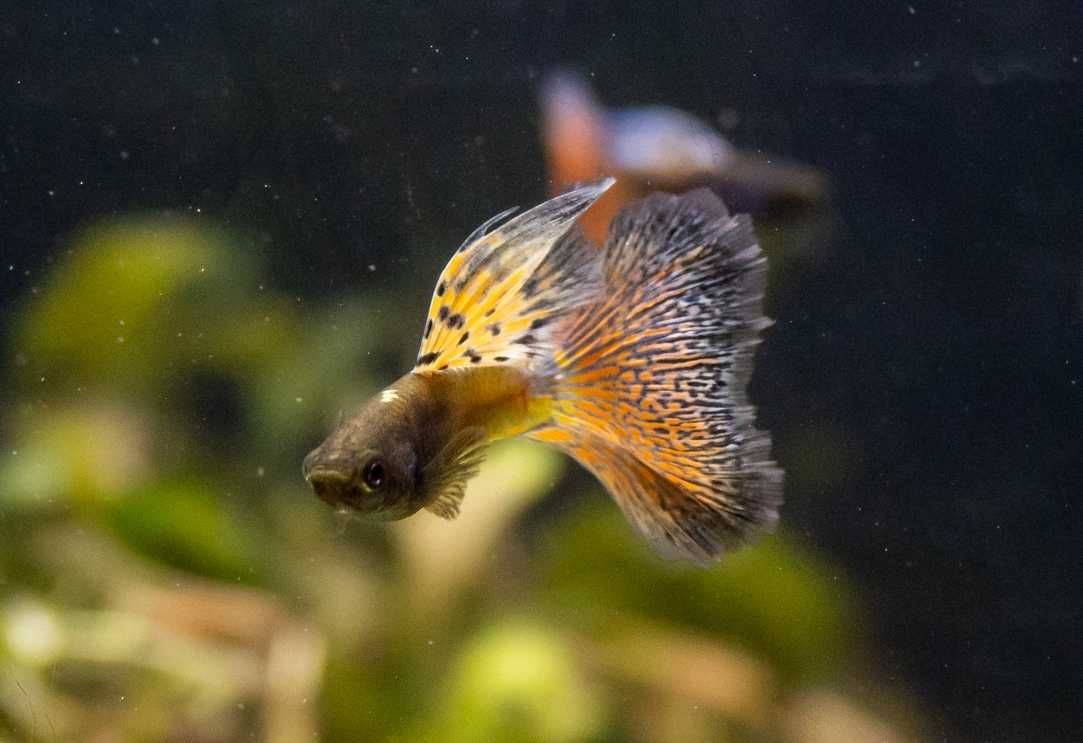 Piękne rasowe czerwone Gupiki Red Nebula 5 młodych par + 1 para gratis