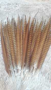 Длинные перья натуральное перо диких птиц хвост фазан орел