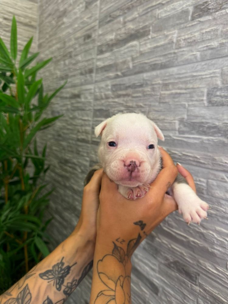 American bully exotic