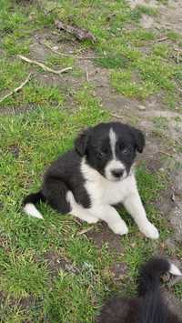 Border collie suczka