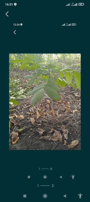 Саженцы грецкого ореха,фундука