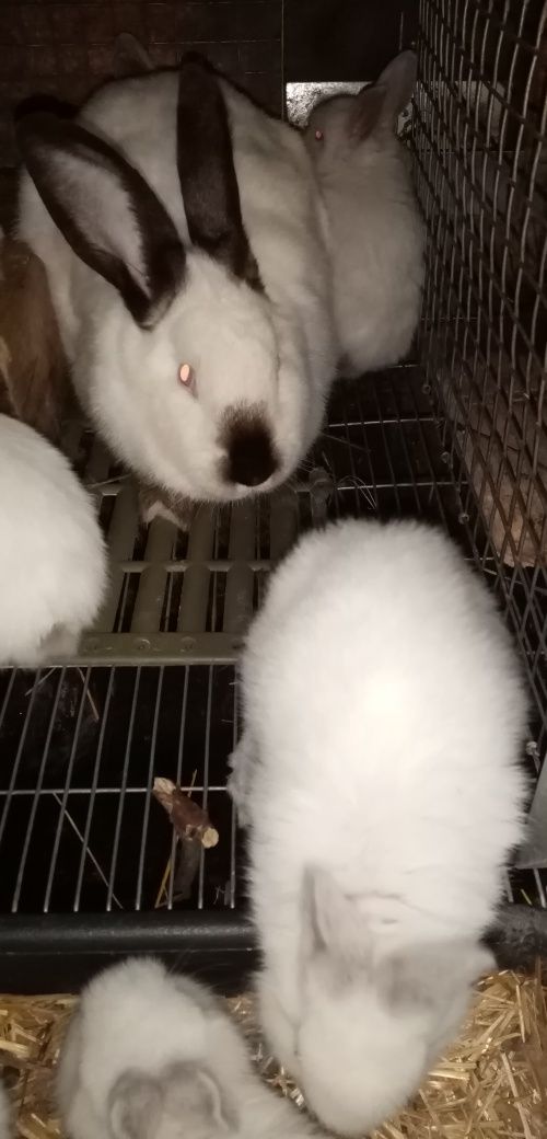Кроликі коліфорнійської породи самці та самкі для розпліднення та на м