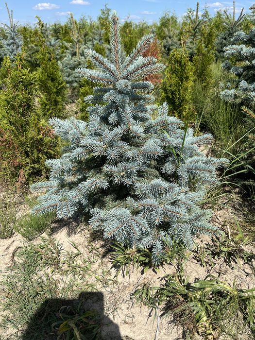 Świerk kłujący 80-120 cm rosnący w donicy