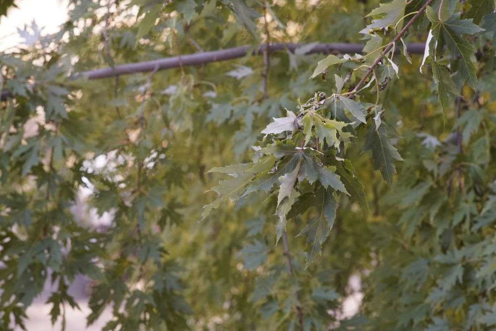 Paragon 135/2.8 кріплення Т-М42