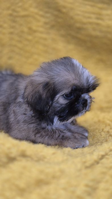 SHIH TZU śliczny piesek