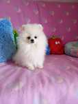 Szpic miniaturowy - piesek pomeranian
