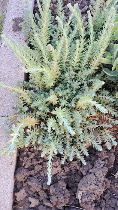 Седум,очиток скальный