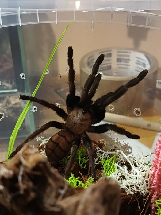 Chilobrachys fimbriatus