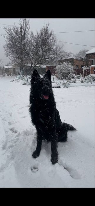 Шикарний німець на вязку