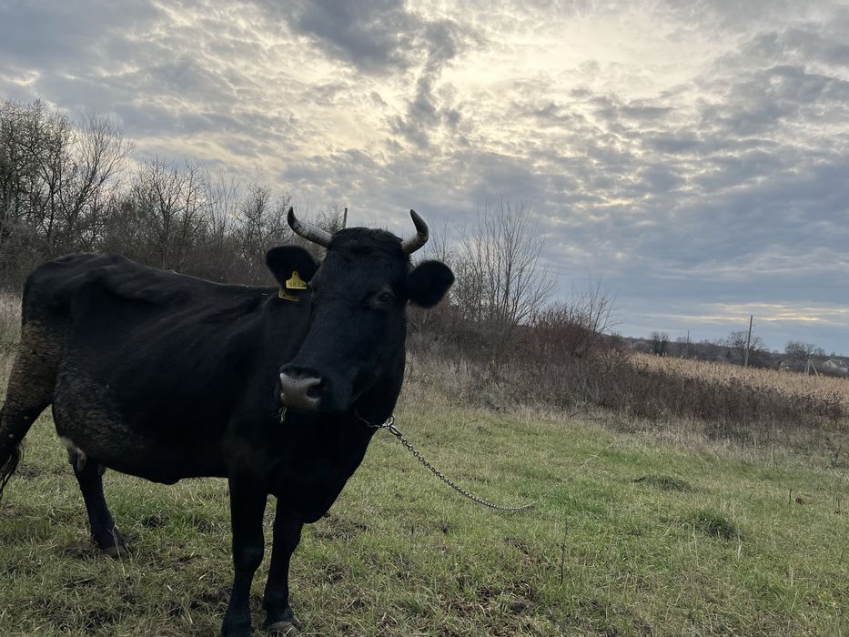 Корова, вік 10років