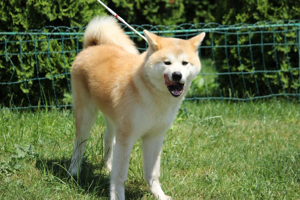 Дівчинка Акіта іну у добрі руки