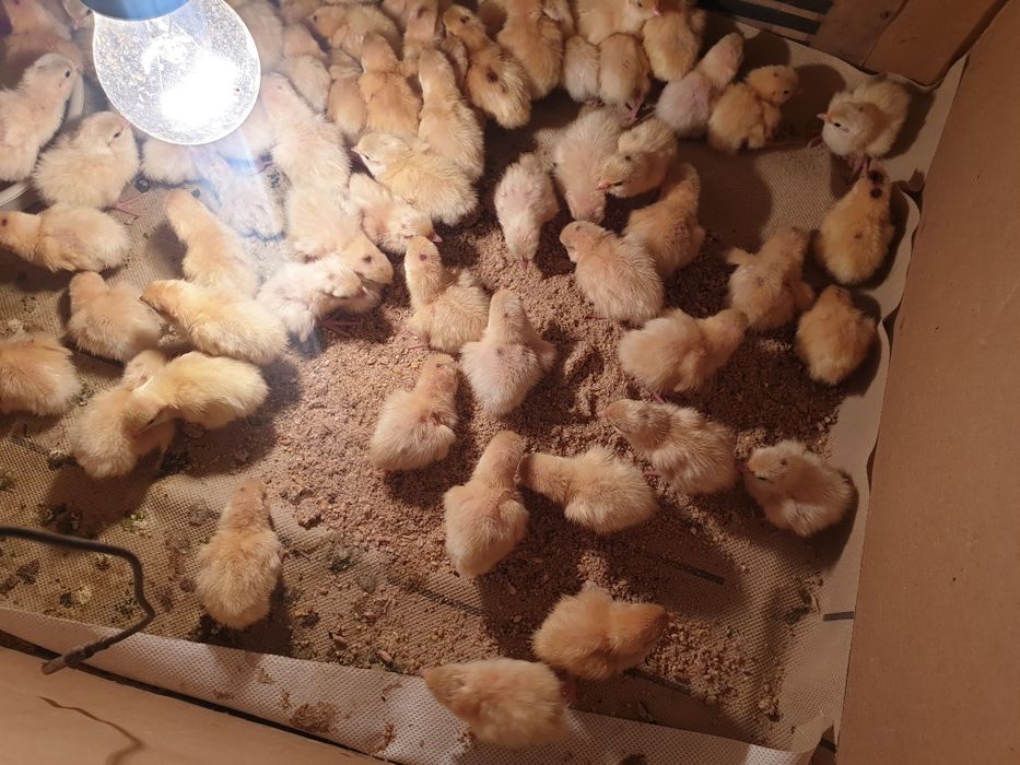 Перепілки добові