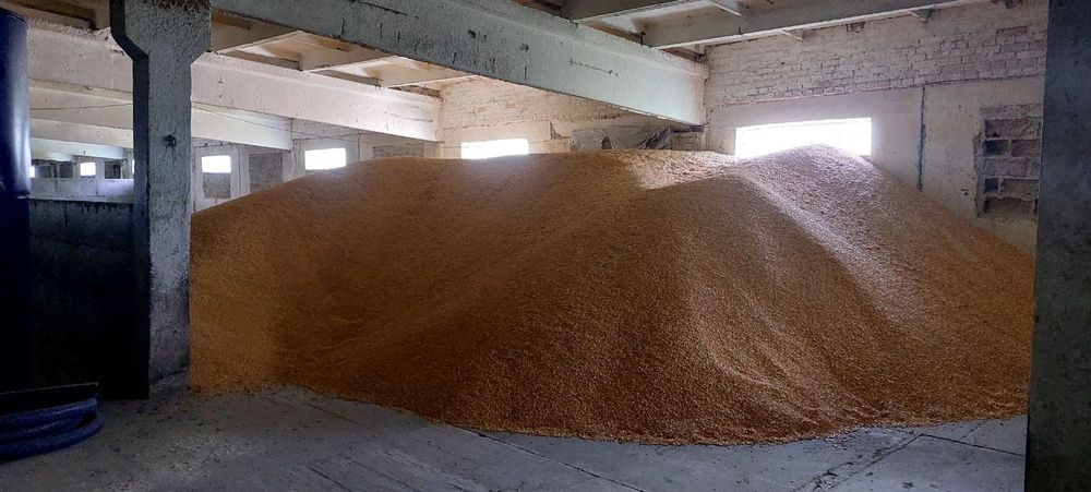 Продам кукурудза кукуруза