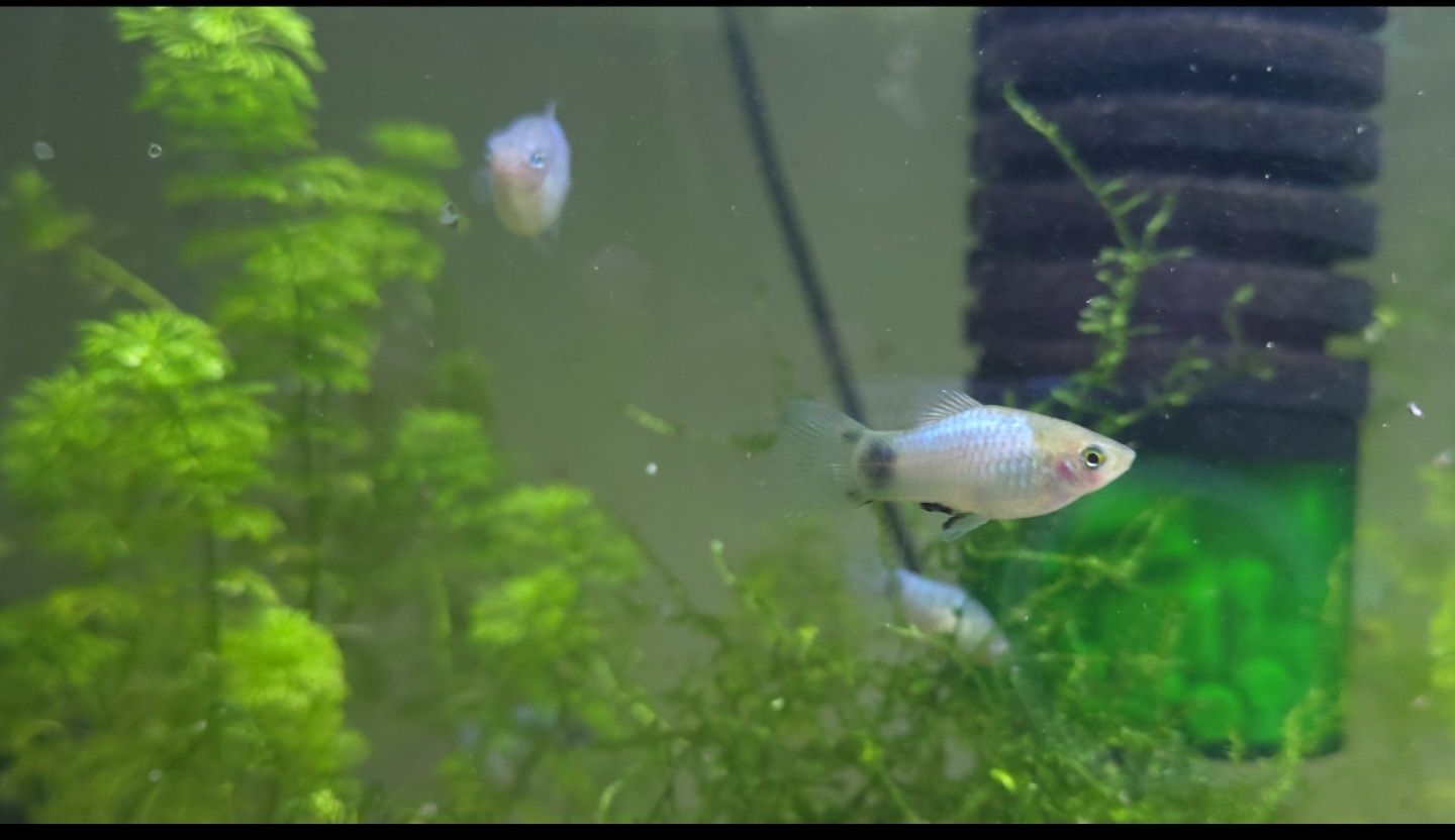 Guppy pink grass