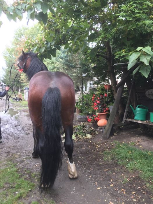 Ogier zimnokrwisty typ pogrubiony