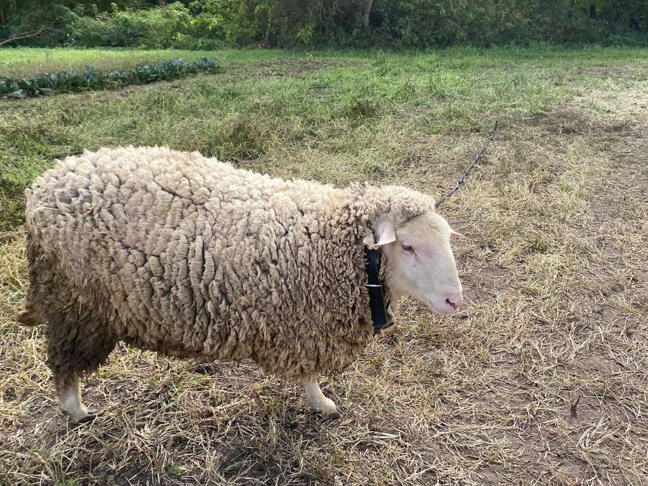 Продам барана, 1 рік