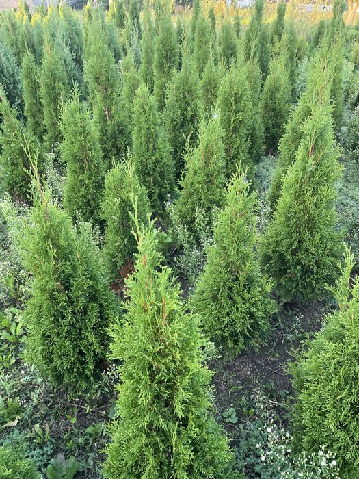 Продаю гарні туї з власного розсадника