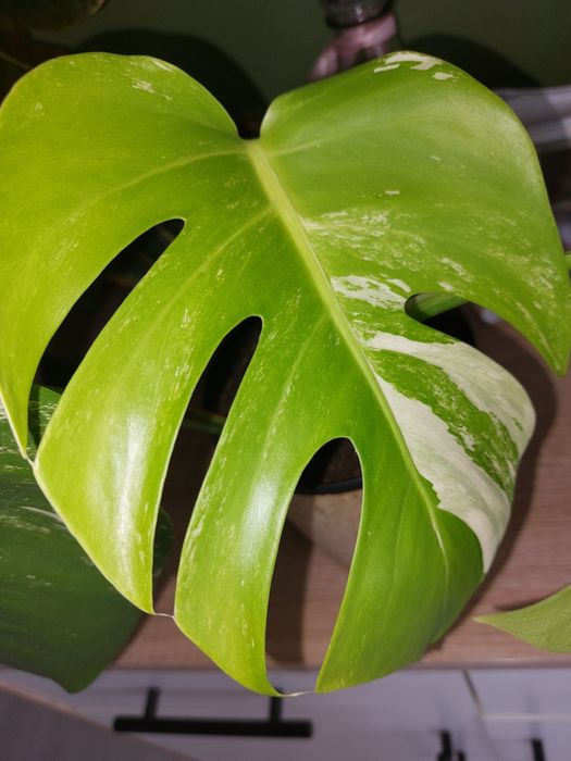 Monstera variegata