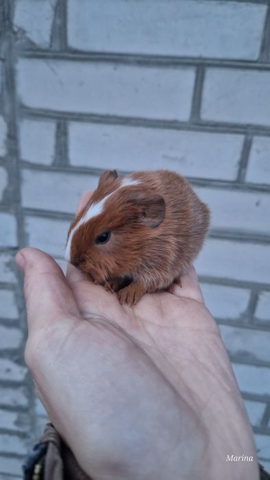 Морські свинки. Кому морську свинку?