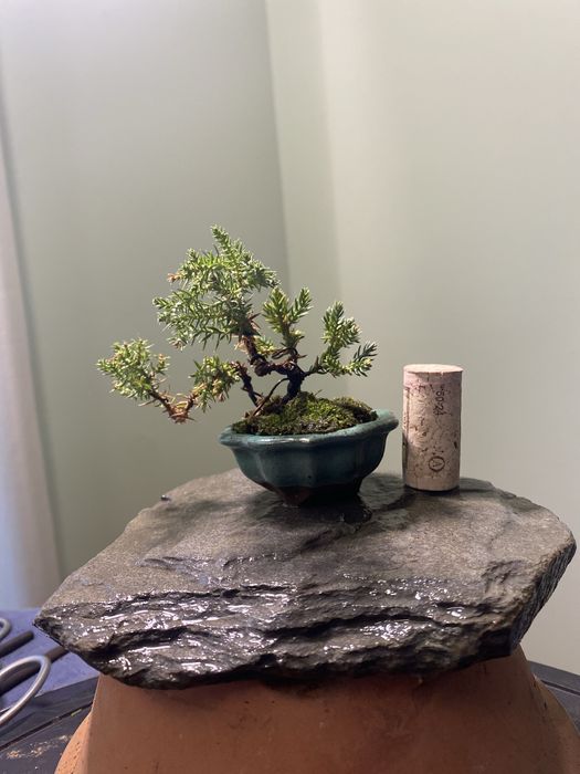 Bonsai juniperus nana