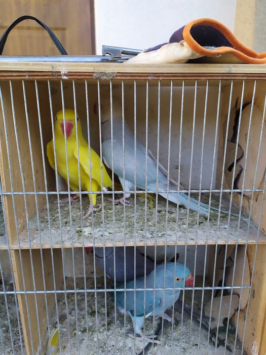 Sprzedam aleksandrette