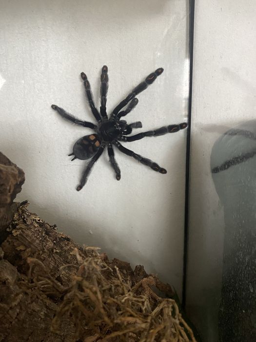 Ptasznik Wenezuelski - irminia wraz z terrarium