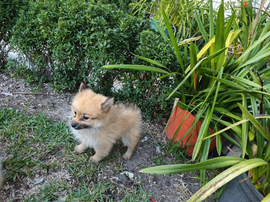 Spitz alemão anão fêmea Lulu da Pomerânia criado em ambiente familiar