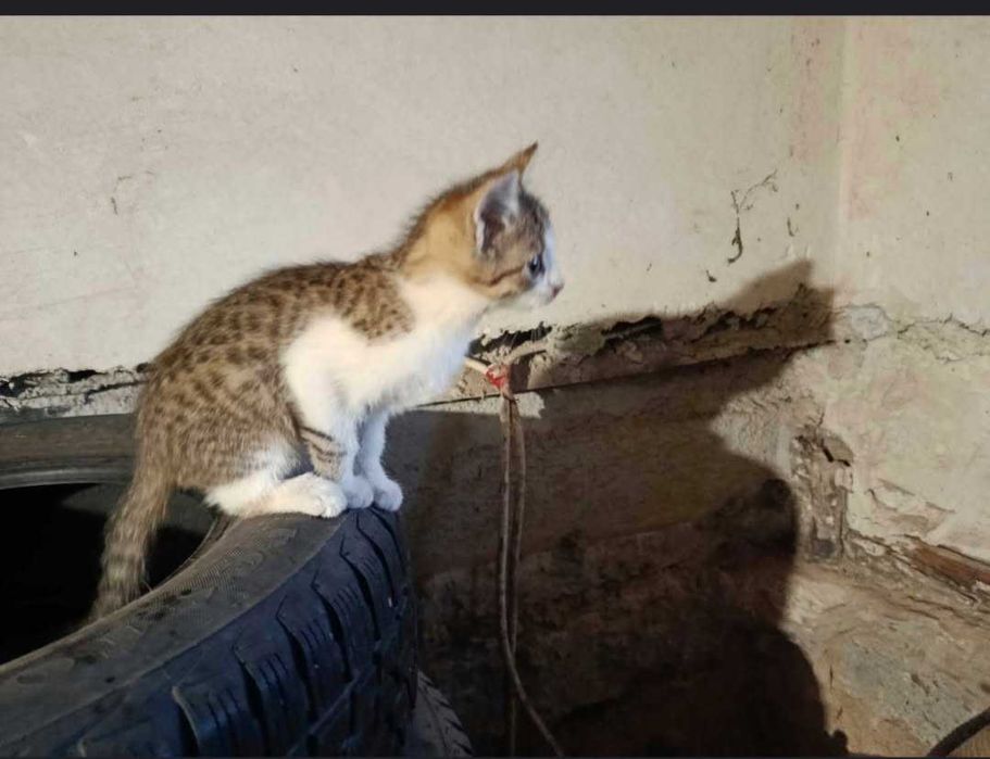 Kotki i kocurki do wyboru