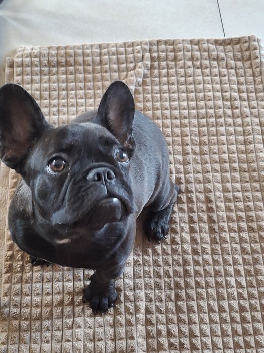 Buldog Francuski szczenię suczka