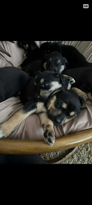 Oddam pieski w dobre ręce