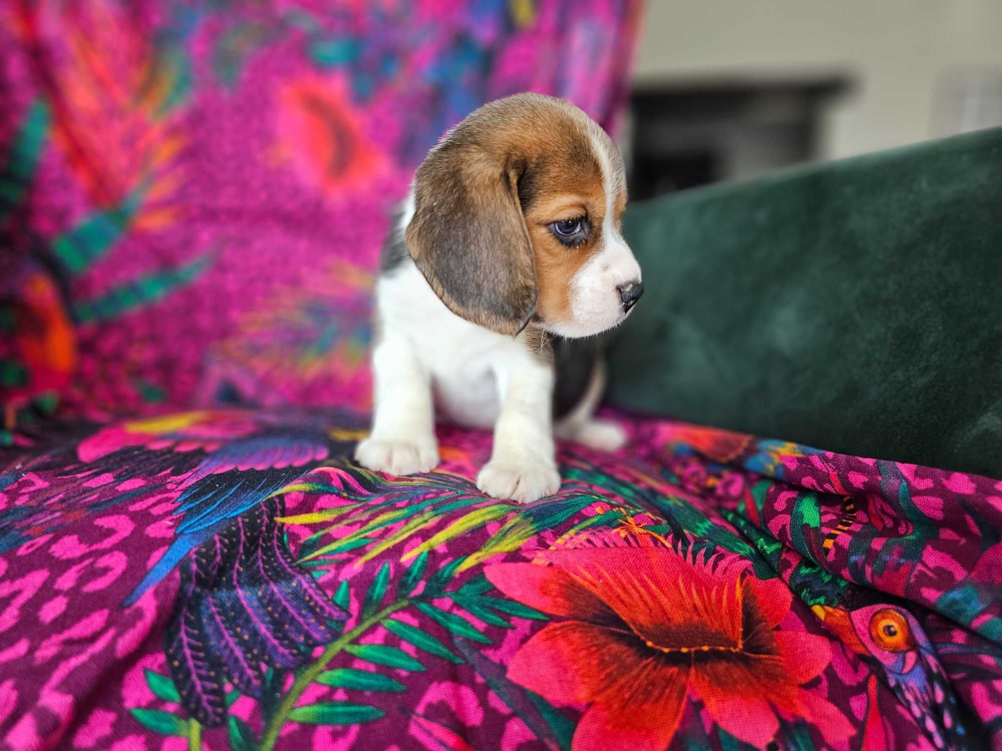 BEAGLE-piesek, ZKWP ,potencjał wystawowy
