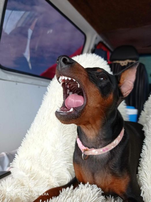 Хлопчик з родовідом, чіпом, ветеринарний паспорт. Цуценя цвергпінчер