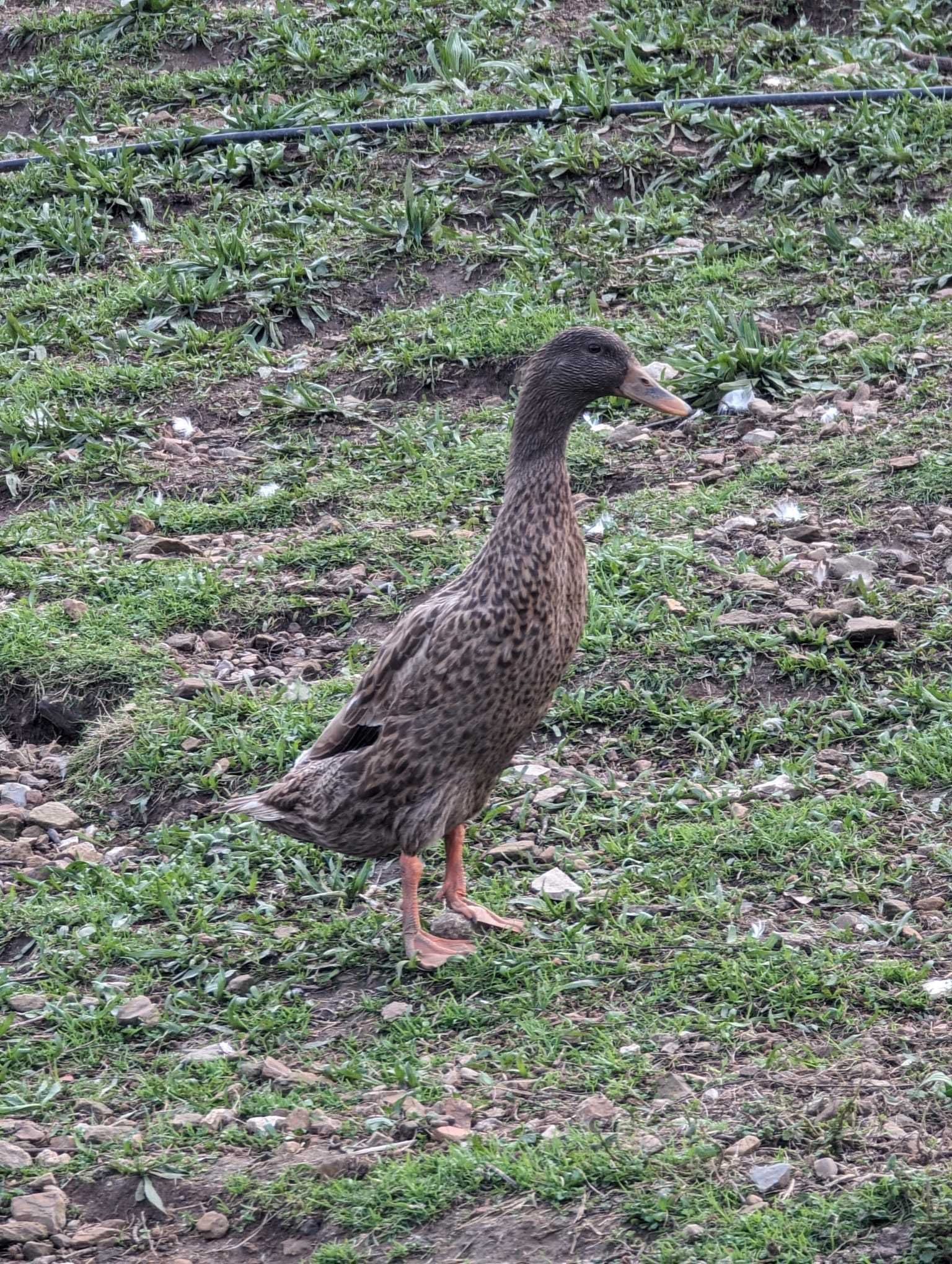 Pato corredor indiano - Casal de Patos para venda