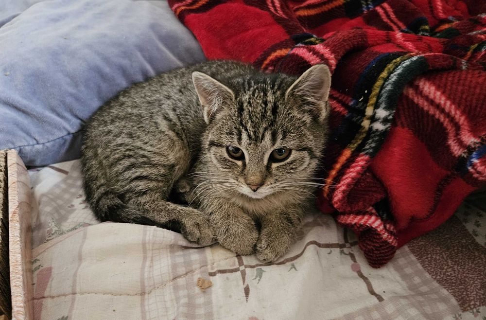 Szukamy domów dla czterech trzymiesięcznych kociaków