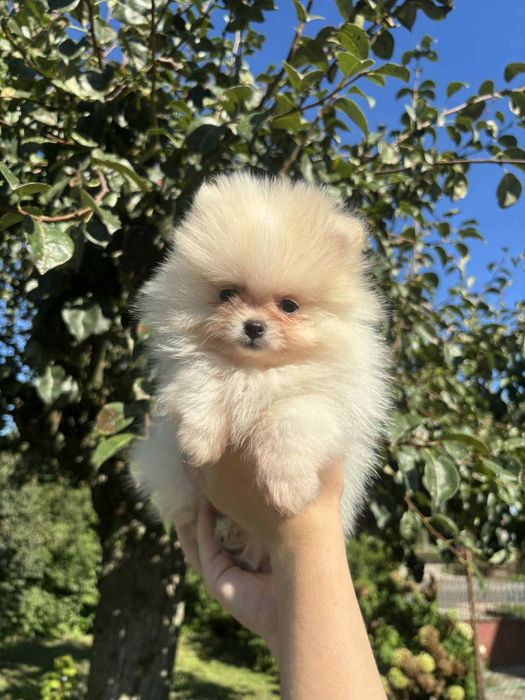 Szpic miniaturowy Pomeranian FCI piesek