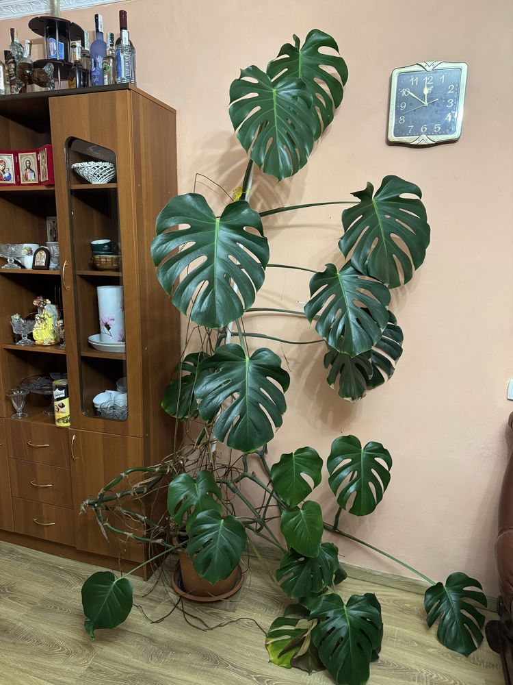 Монстера, висота 2.0 м