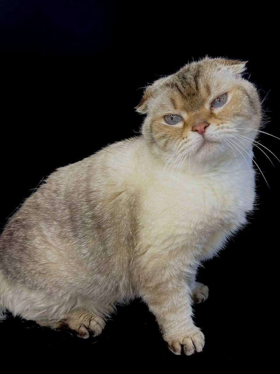 Кошечка Буся ищет дом