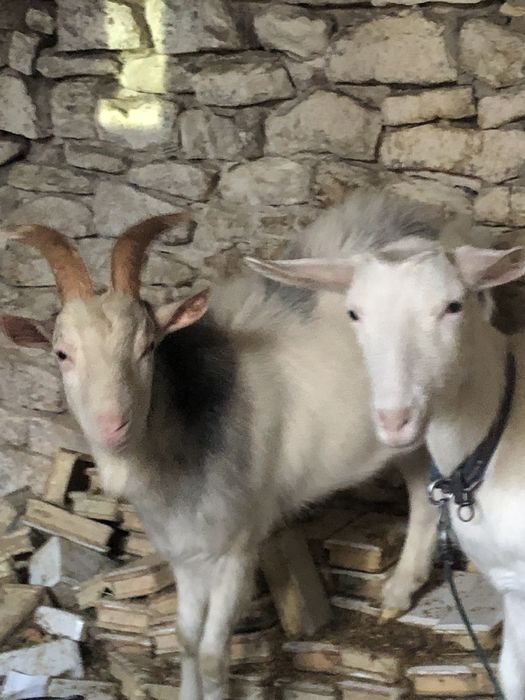 Koza kozioł koziołek