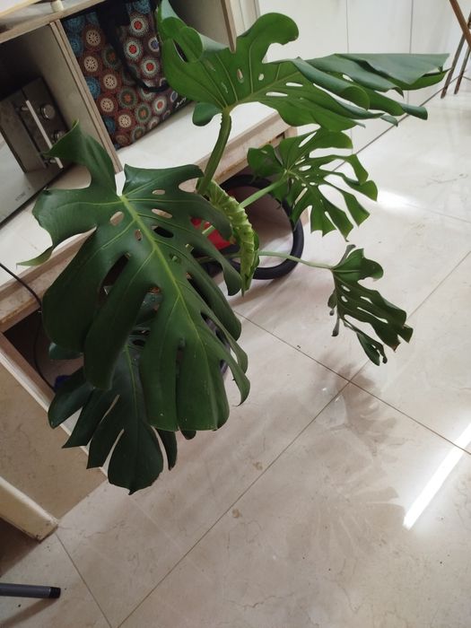 Planta natural grande, monstera deliciosa costela de Adão