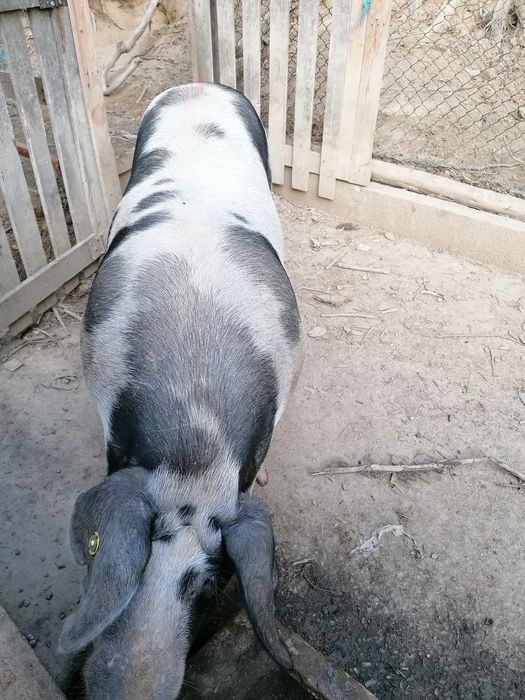 Porca Malhada de Alcobaça