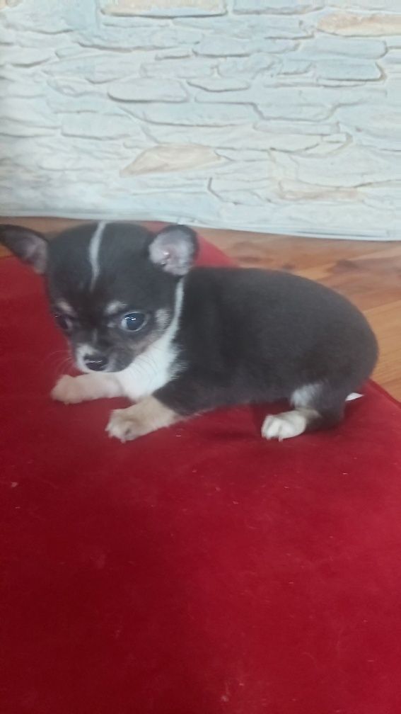 Chihuahua Trikolor piesek