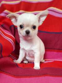 Chihuahua urocze maleństwa