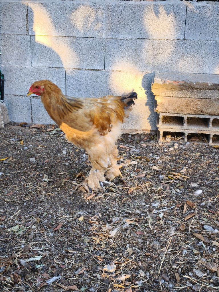 Brahma dark, Isabella, buff e perdiz