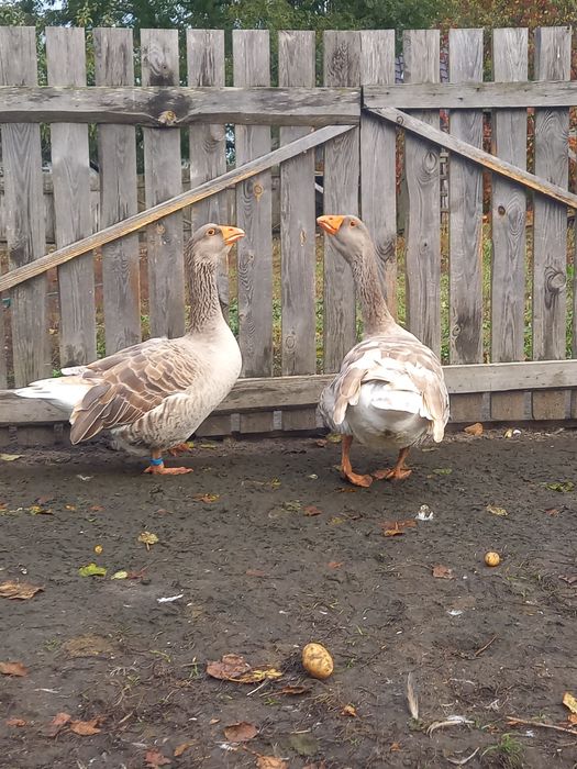 Продам гуси . Тульськи бійцевськи прямоносі.