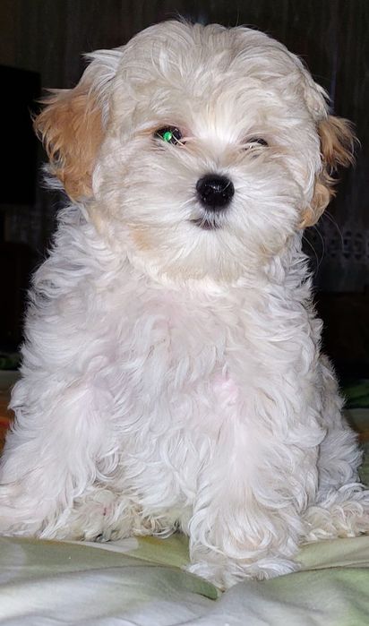 Девочки мальтипу ф1.