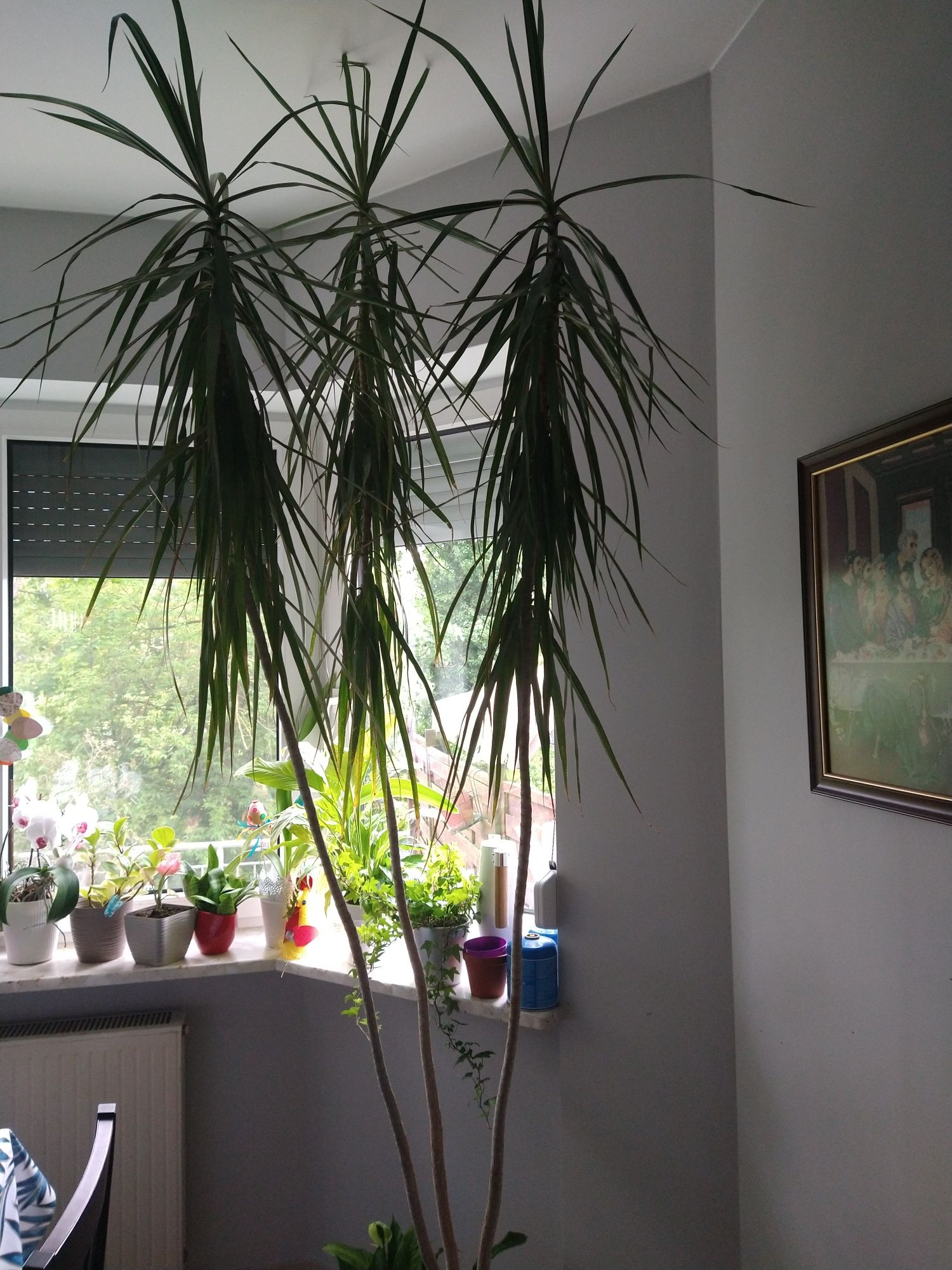 Dracena Marginata  2,8m