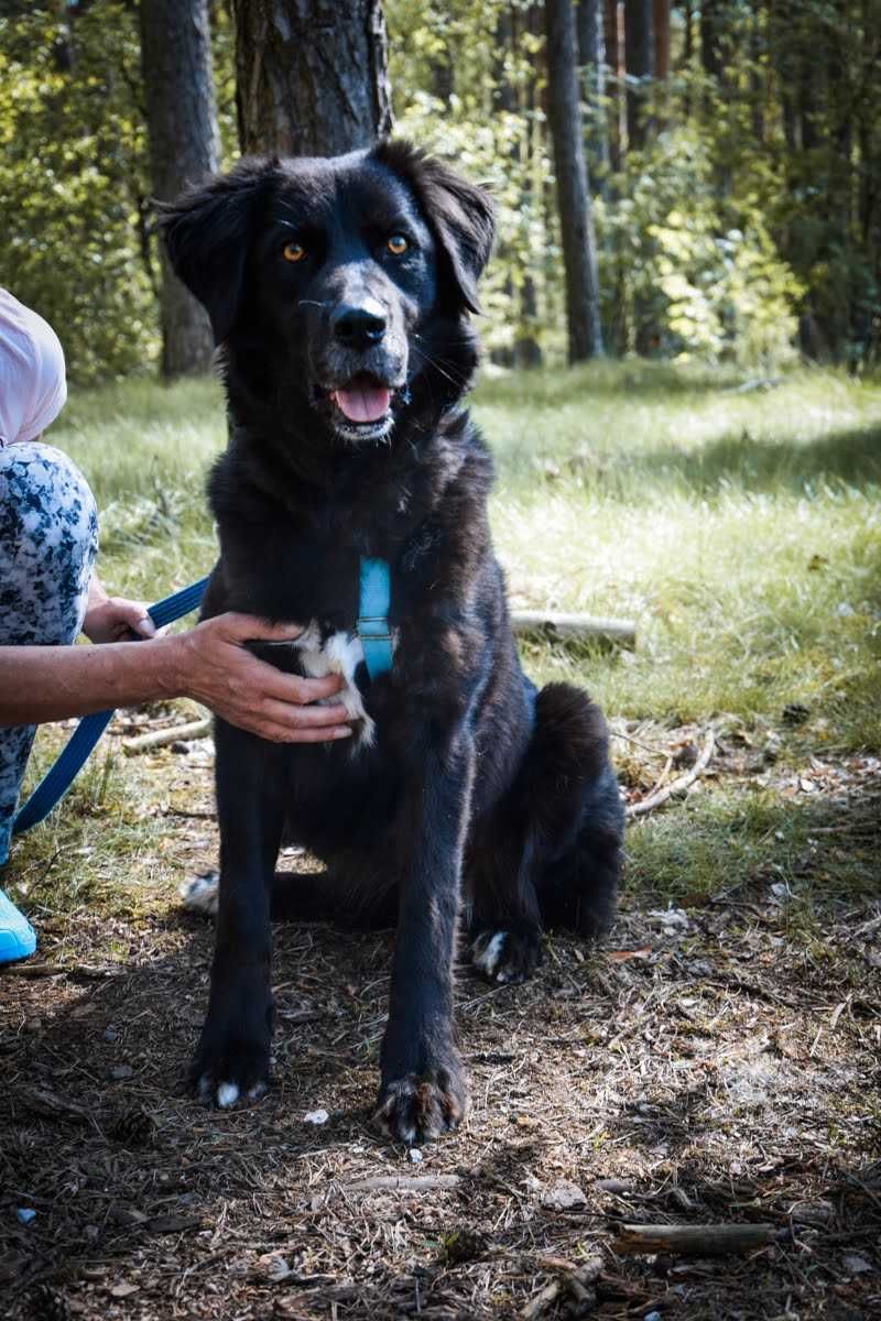 Lora - pięknooka dziewczyna szuka domu.