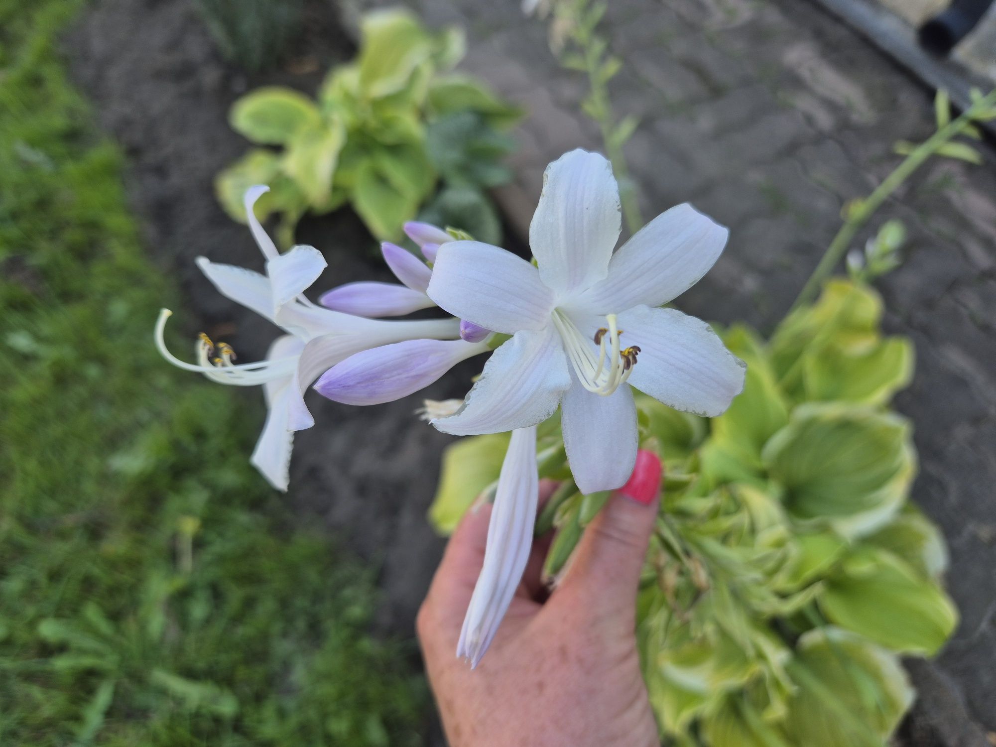 Funkia Hosta Guacemole