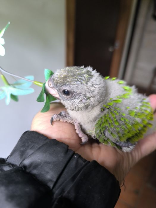 Papagaios do Senegal Vesteri