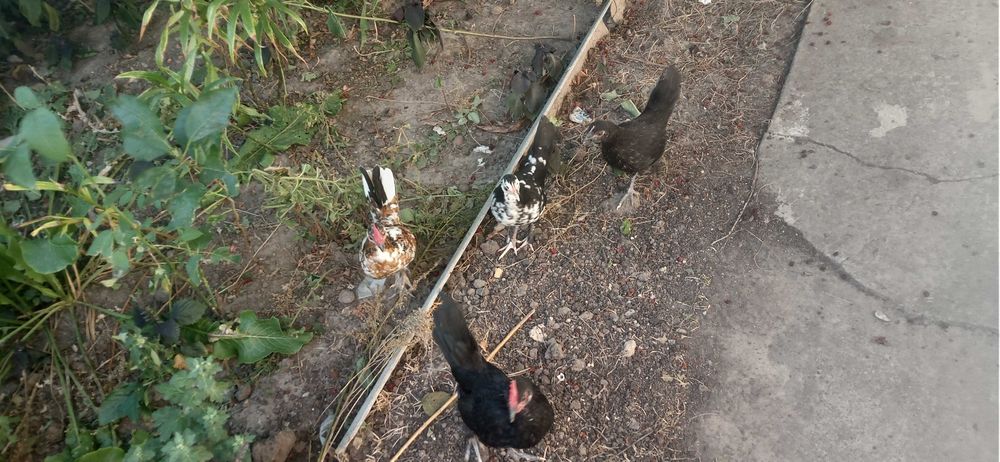 Карликові кури бентамки